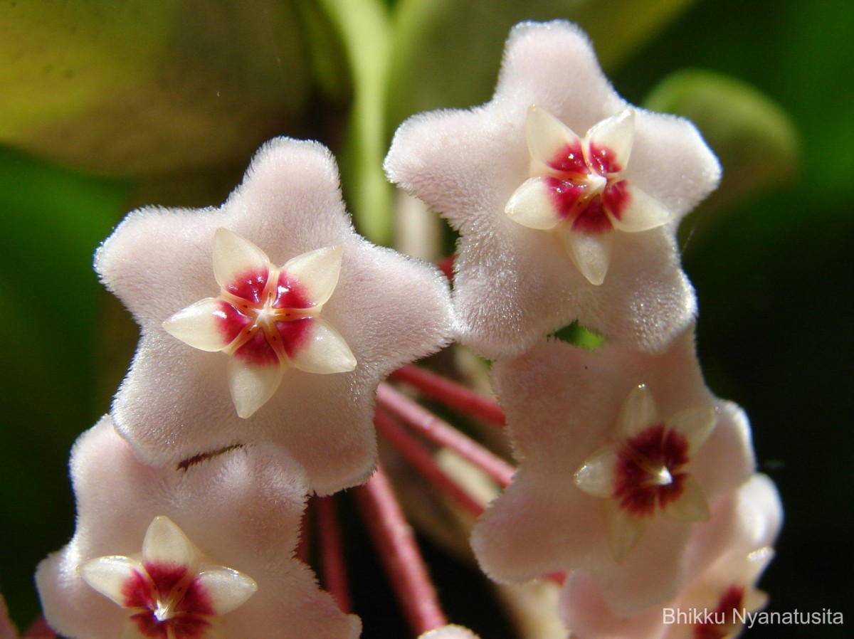 Hoya carnosa (L.f.) R.Br.